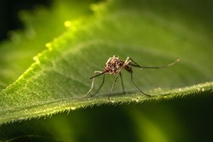 como evitar los mosquitos y las picaduras en tu viaje a republica dominicana