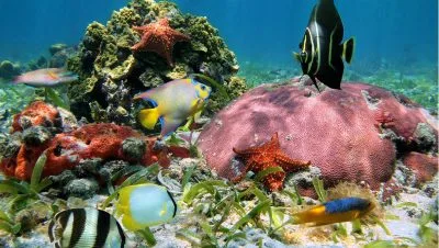 explorando los arrecifes de coral de isla saona